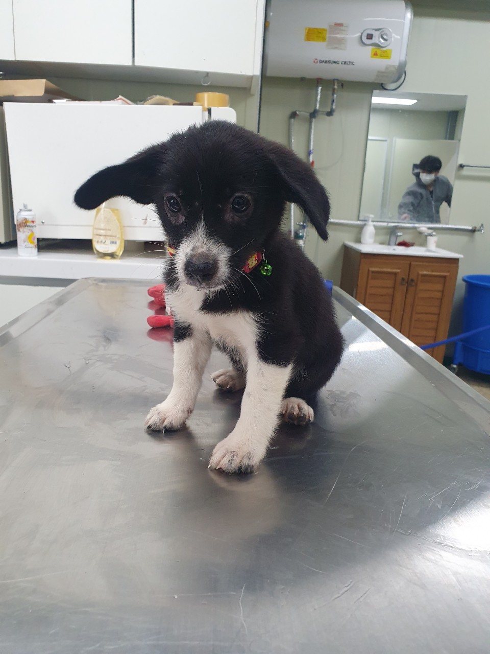 종료(자연사) 믹스…